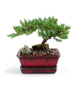 Akadama imagen bonsai